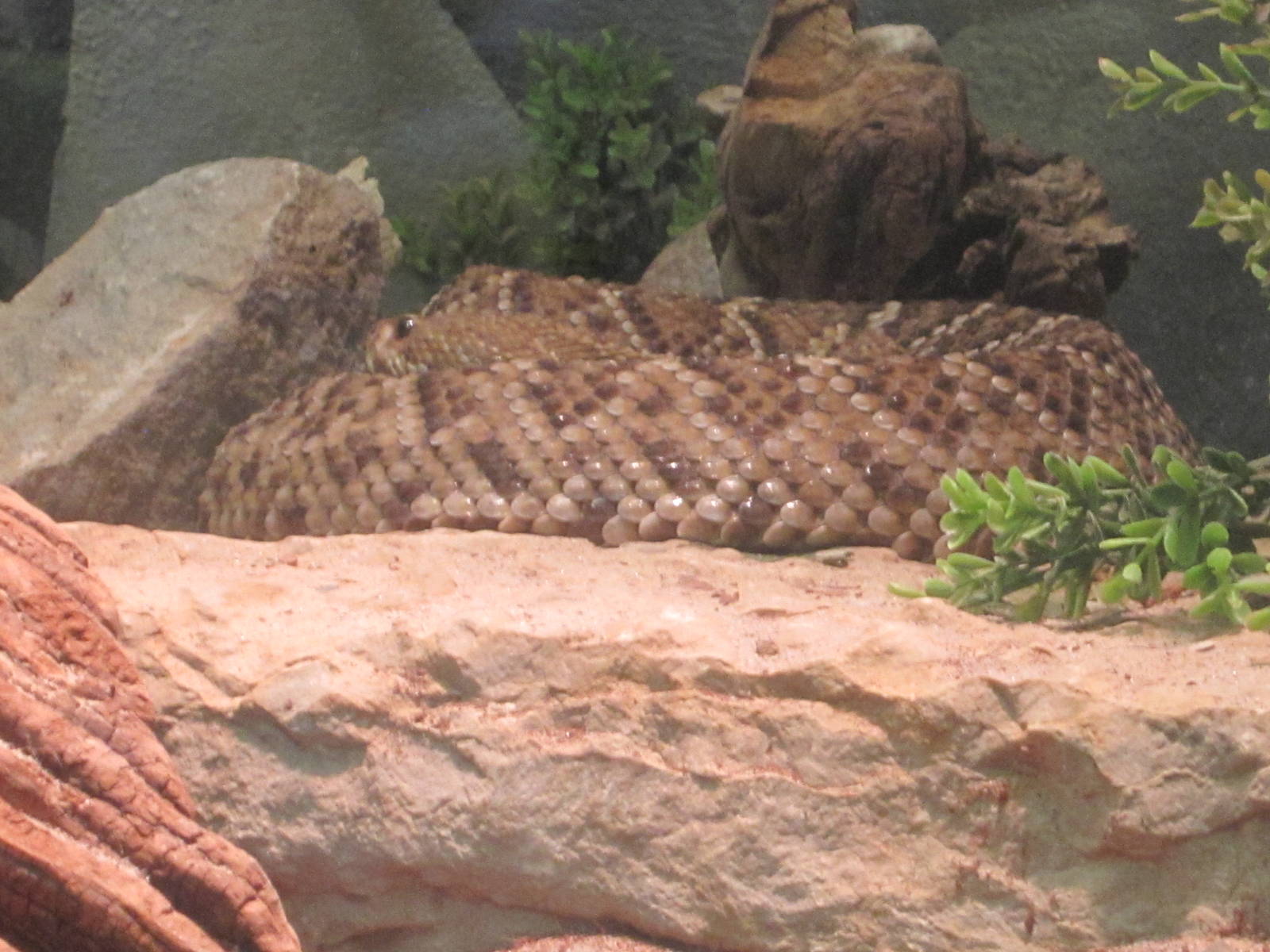 Jul. 2012-Mexican West Coast Rattlesnake