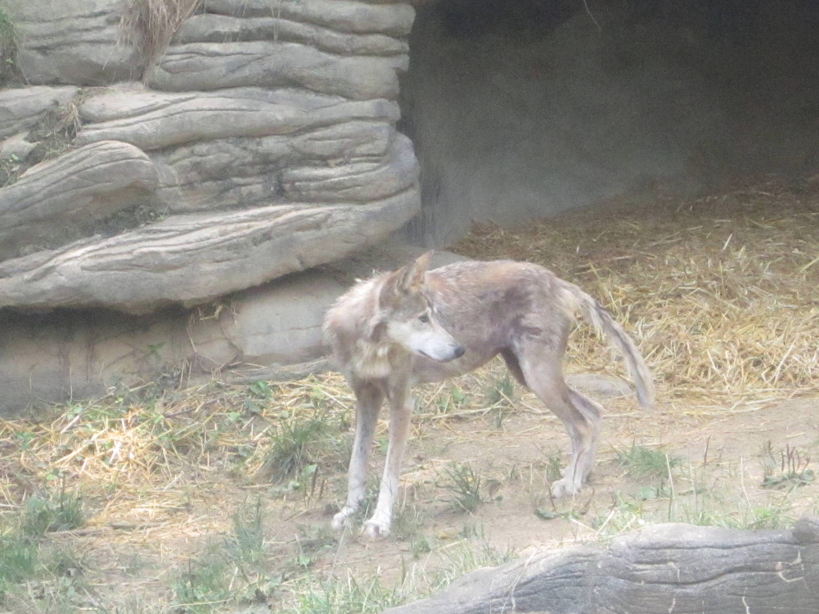 Jul. 2012-Mexican Wolf