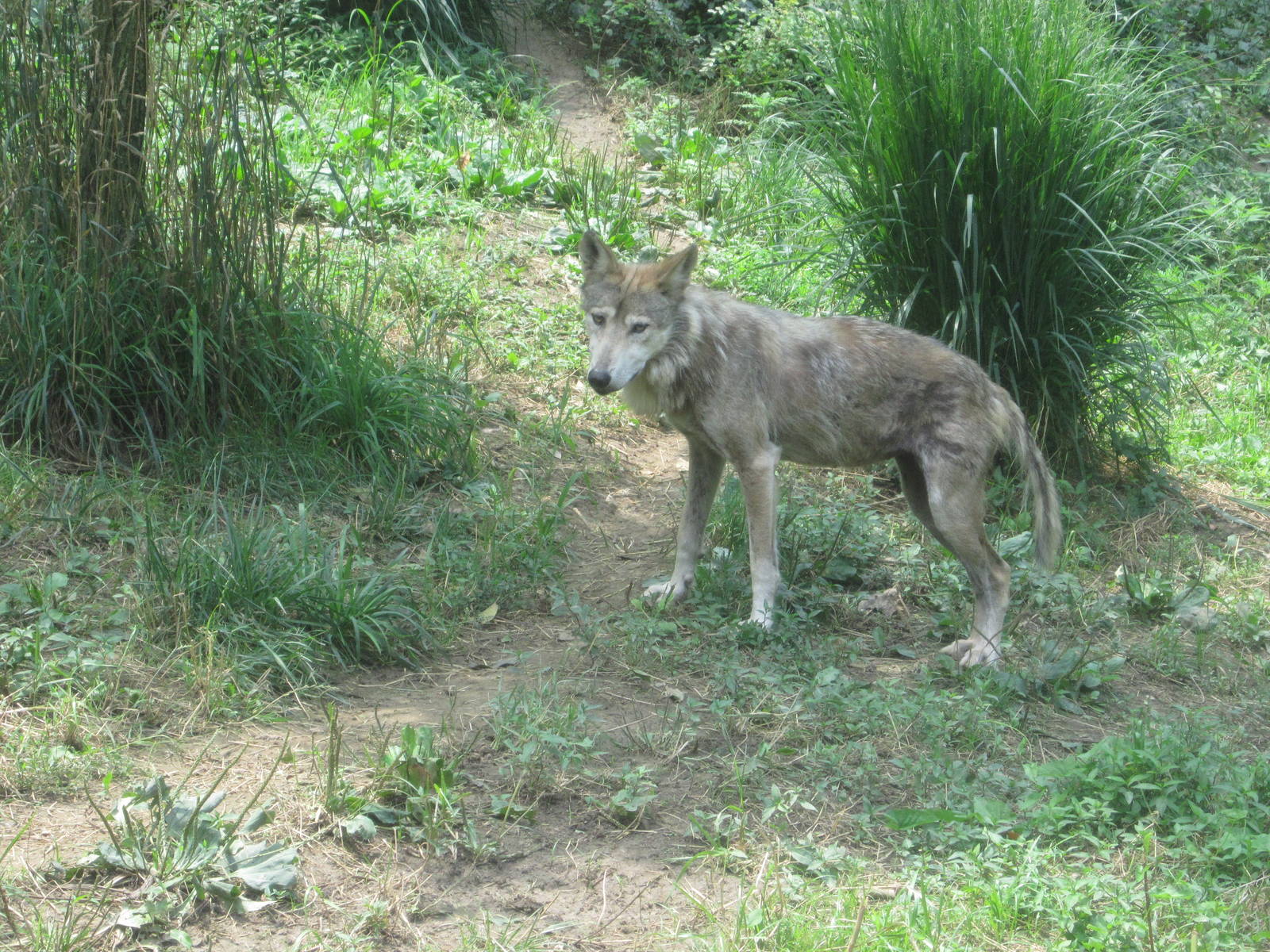 Jul. 2012-Mexican Wolf