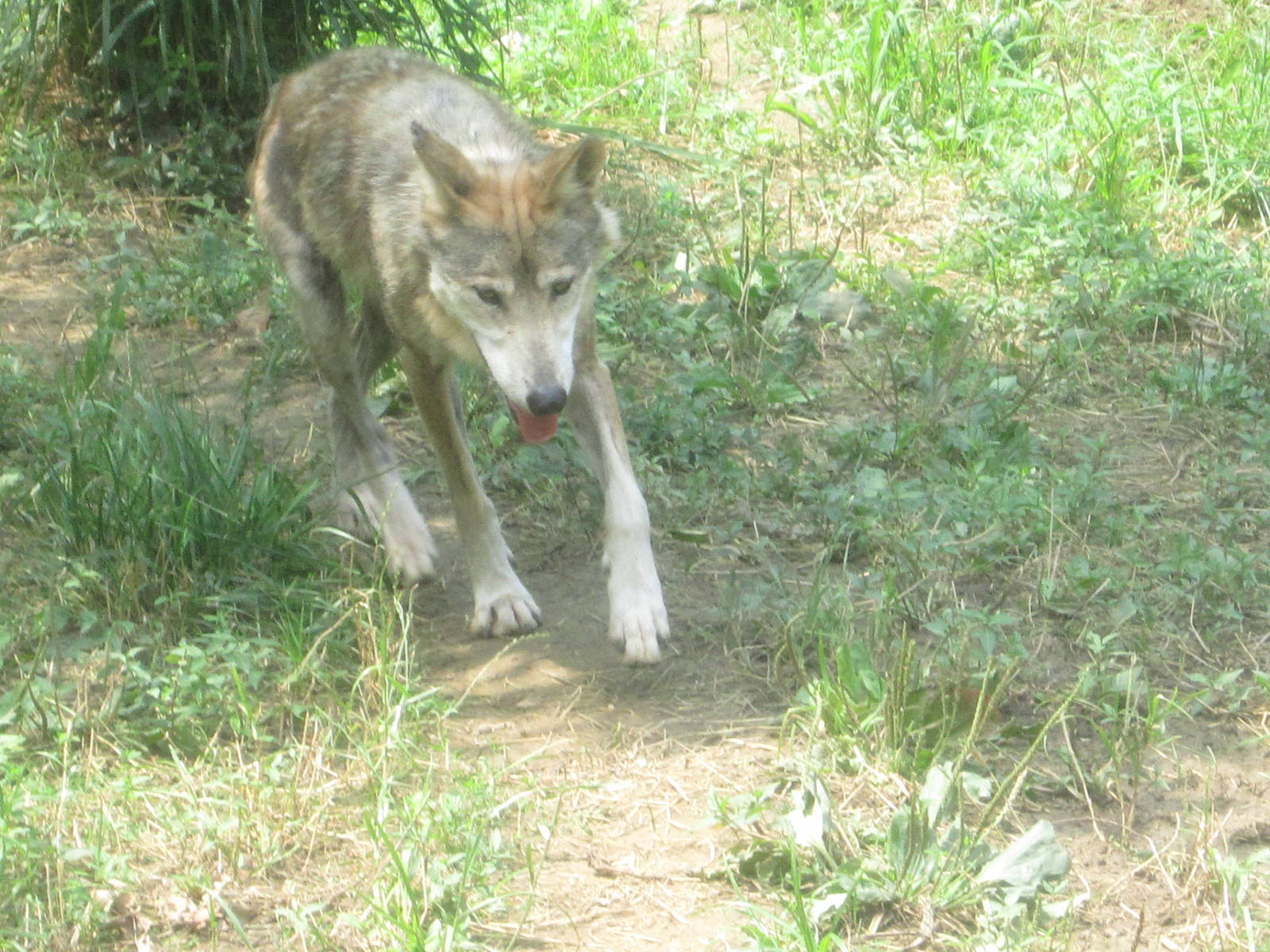 Jul. 2012-Mexican Wolf
