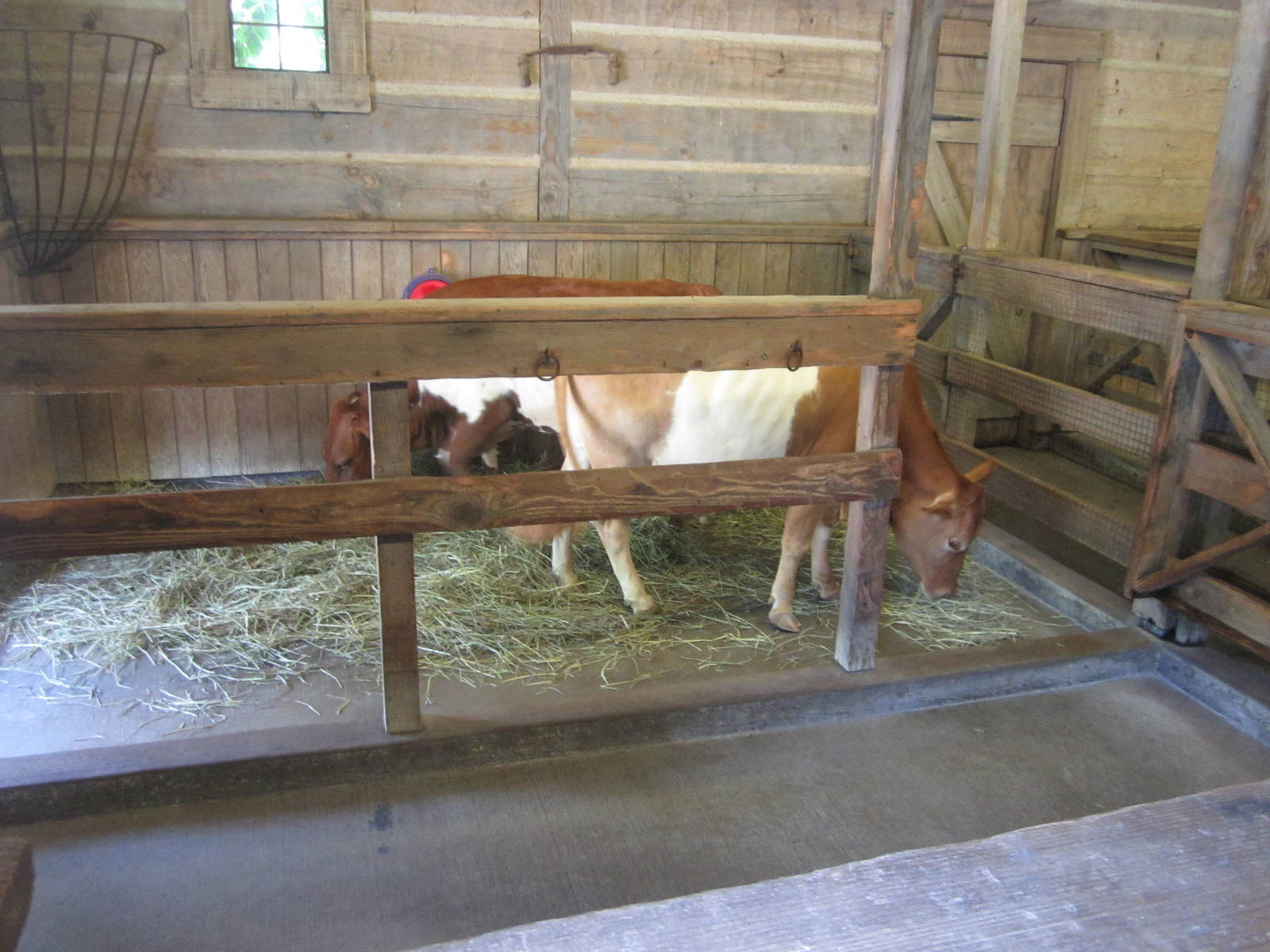 Jul. 2012-Miniature Cattle indoor stall