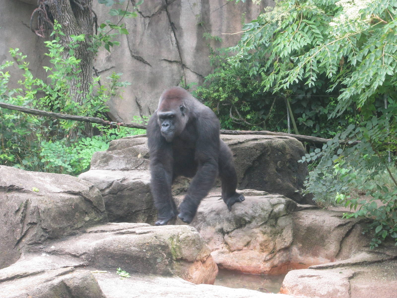 Jul. 2012-M'linzi, a Western Lowland Gorilla