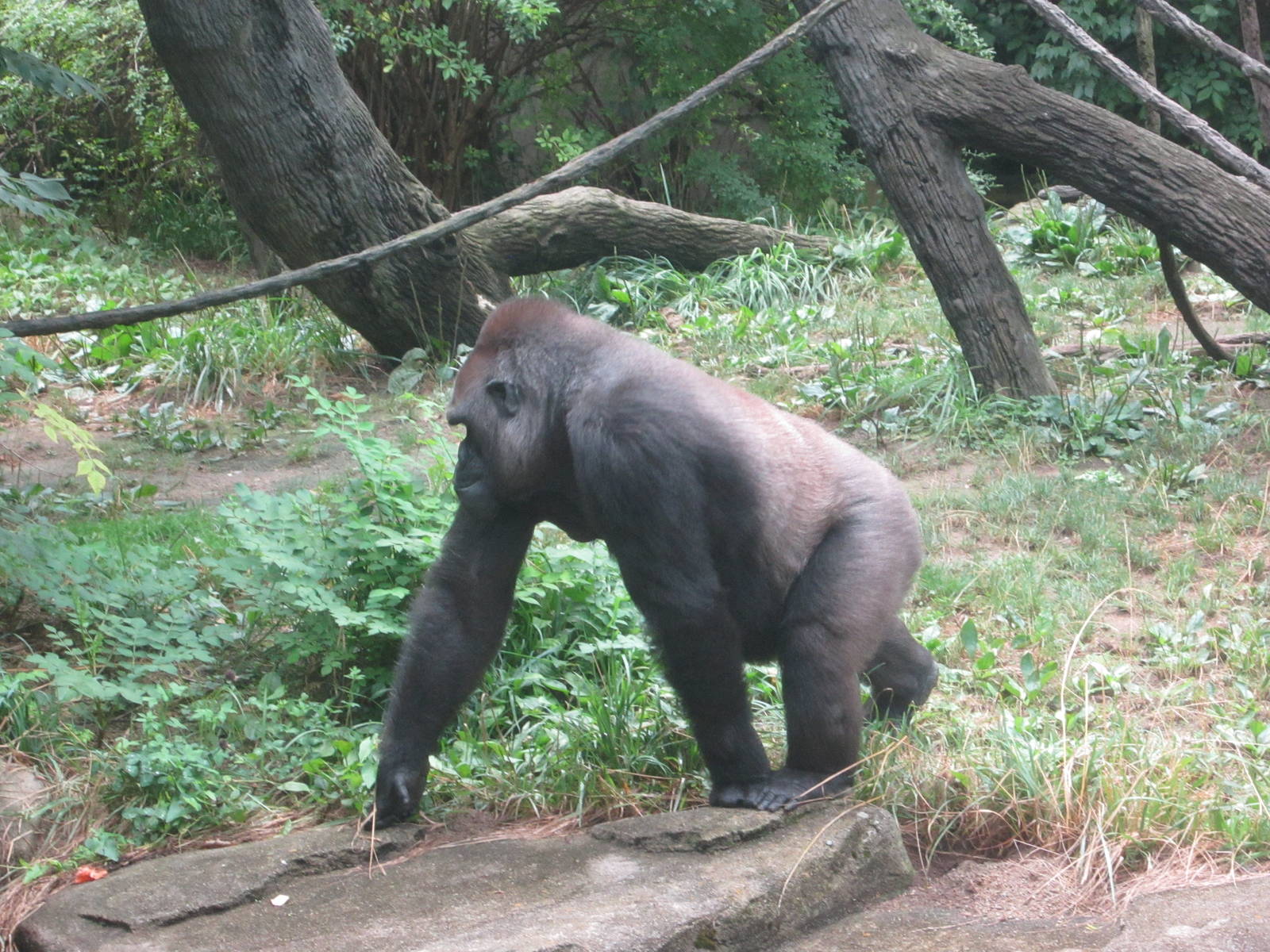 Jul. 2012-M'linzi, a Western Lowland Gorilla