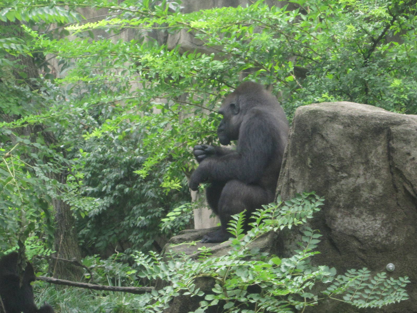 Jul. 2012-M'lizni, a Western Lowland Gorilla