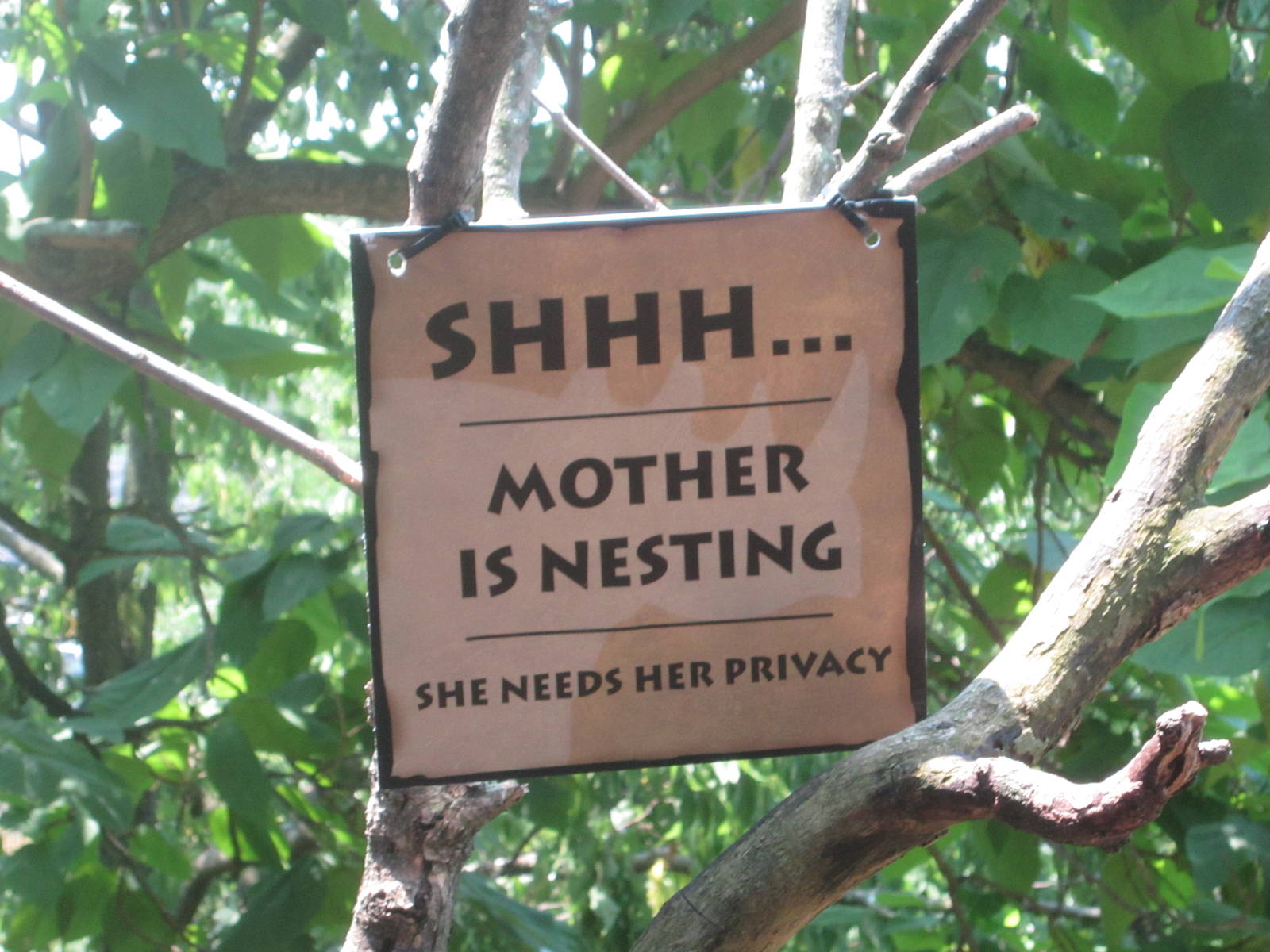 Jul. 2012-Mother is Nesting Sign (Steller's Sea Eagle)