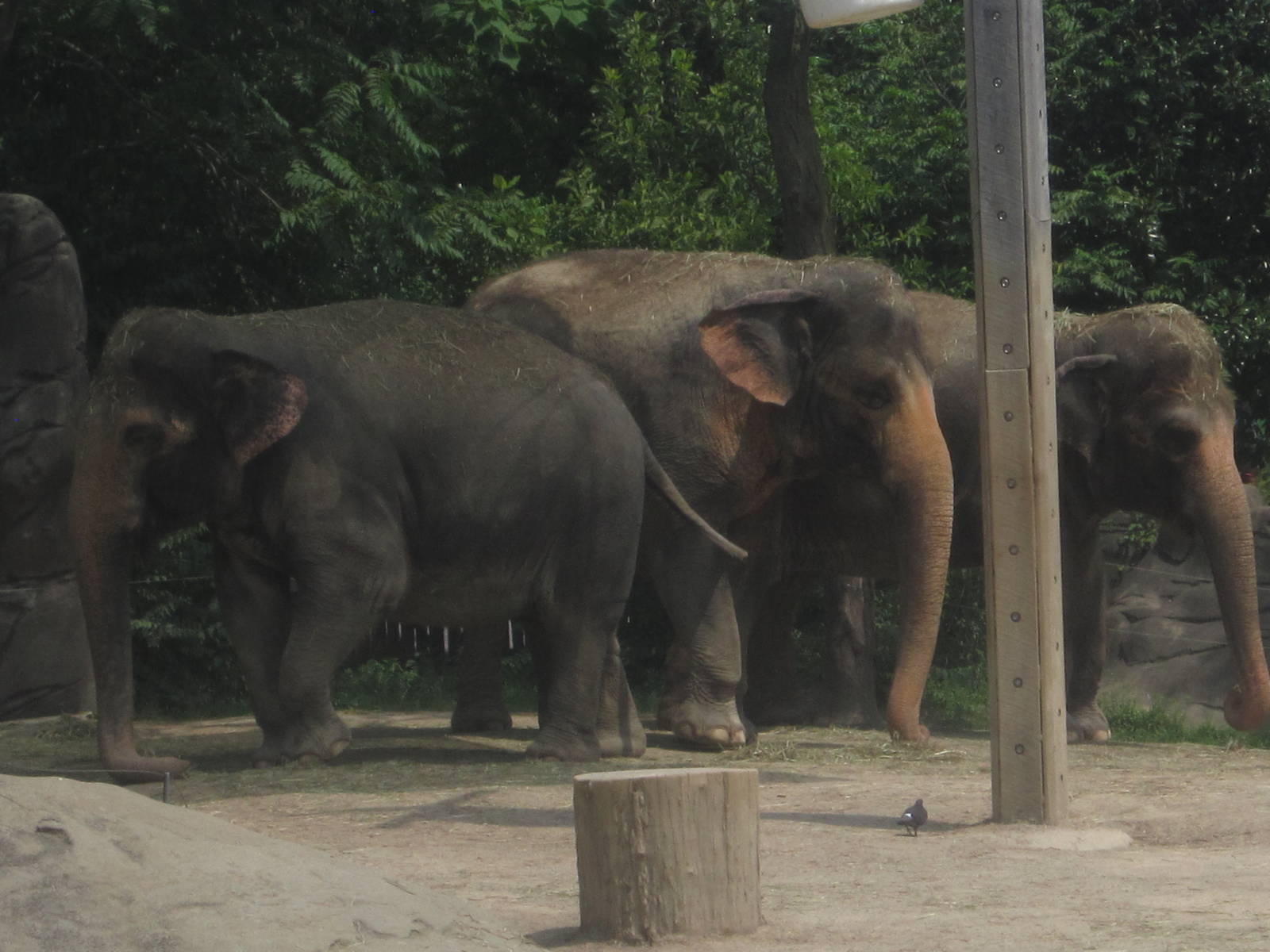 Jul. 2012-My-Thai, Schottzie, and Jati, the Indian Elephants