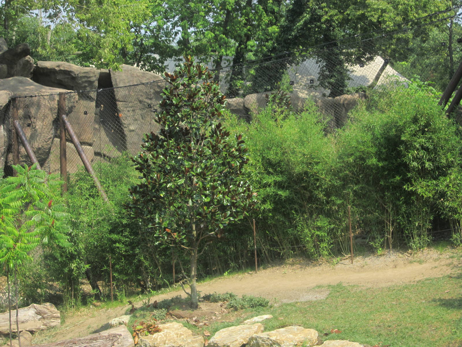Jul. 2012-Netting between the White and Malayan Tigers
