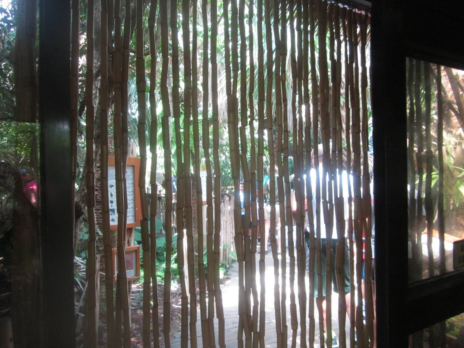 Jul. 2012-New Chain-linked Vines in Manatee Springs