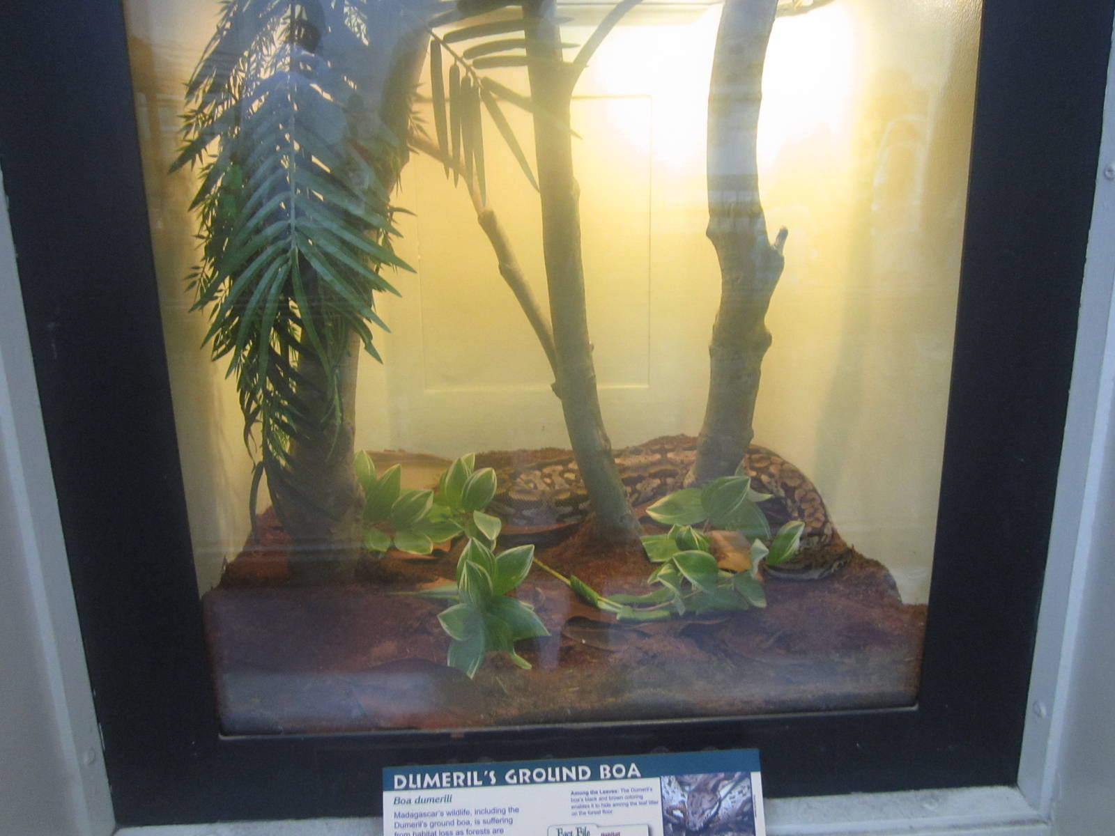 Jul. 2012-New Dumeril's Ground Boa exhibit