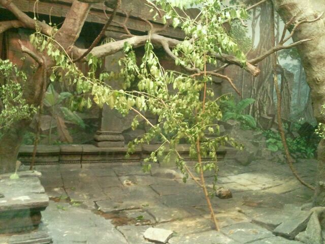 Jul. 2012-New trees in the Francois' Langur exhibit
