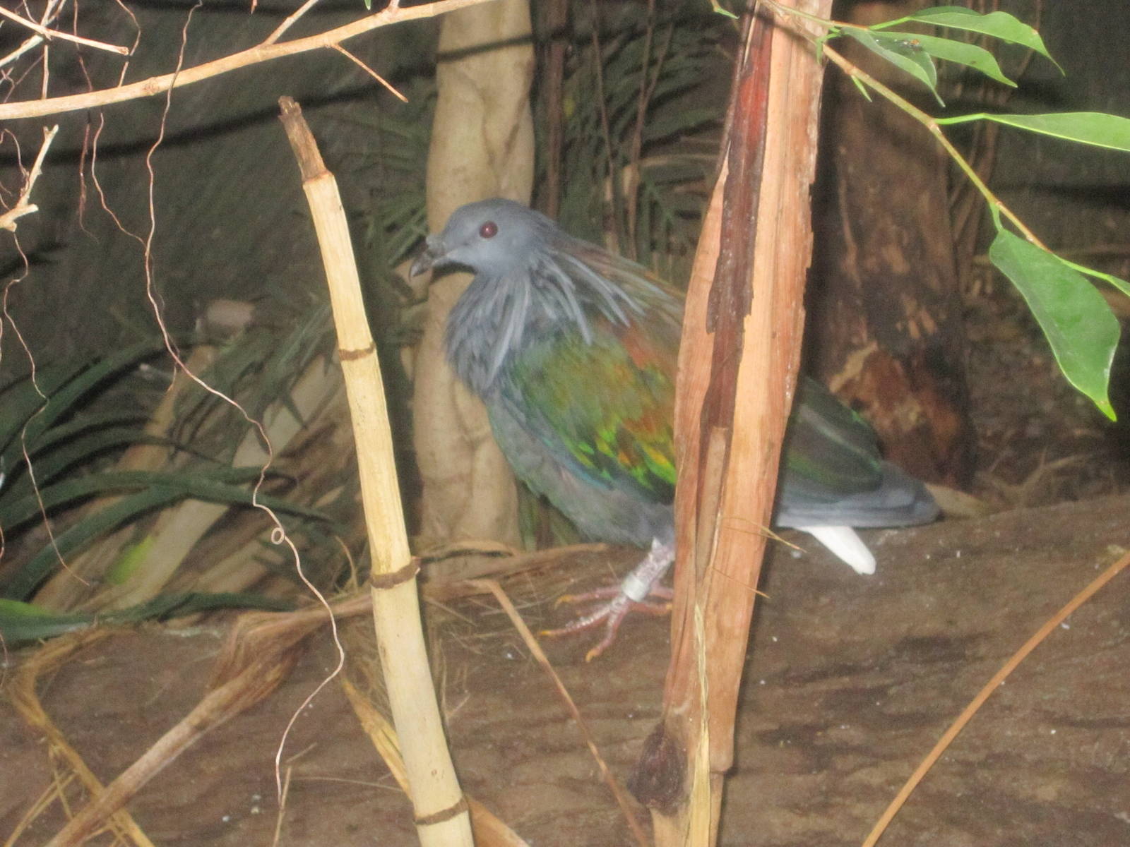 Jul. 2012-Nicobar Pigeon