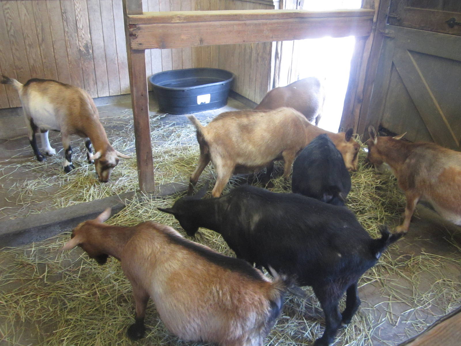 Jul. 2012-Nigerian Dwarf Goat indoor stall