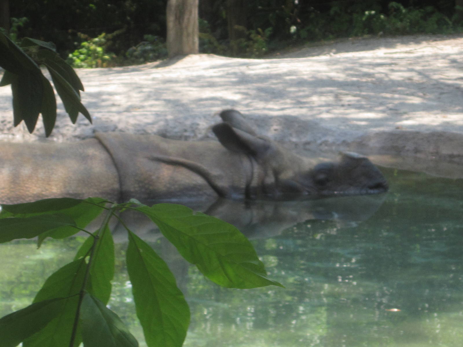 Jul. 2012-Nikki, the Indian Rhinoceros