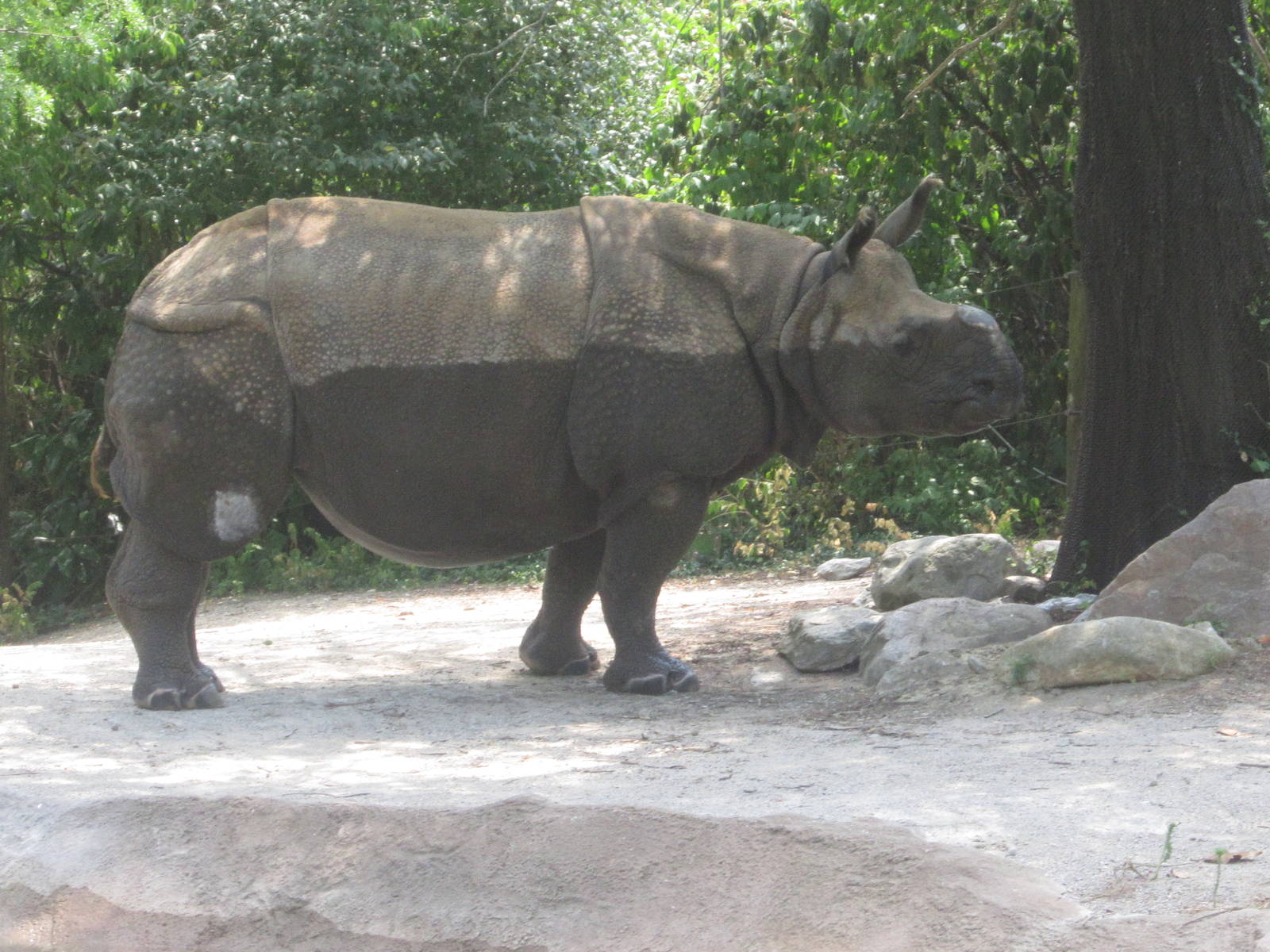 Jul. 2012-Nikki, the Indian Rhinoceros