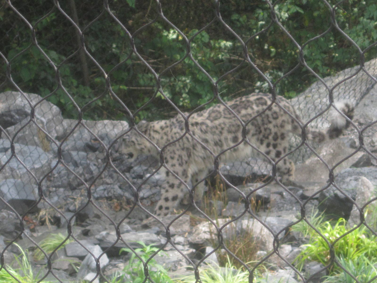 Jul. 2012-Nubo, the Snow Leopard