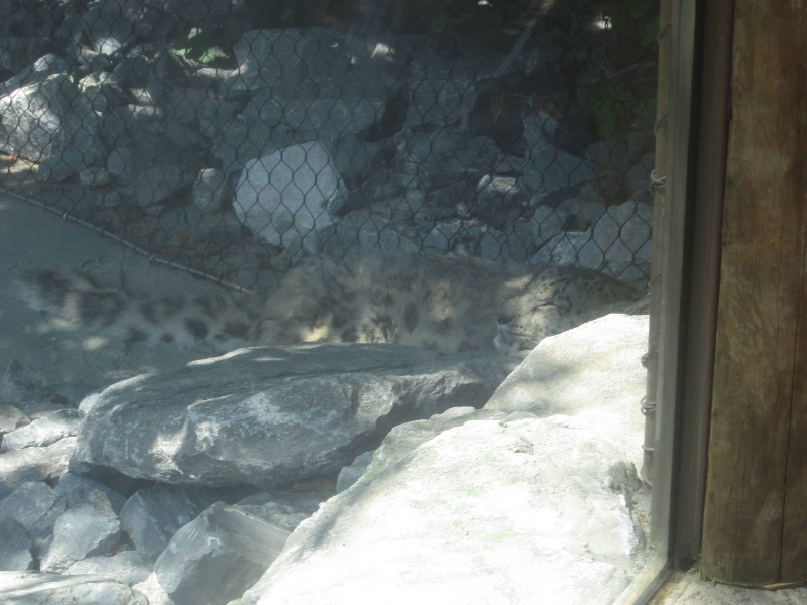 Jul. 2012-Olga, the Snow Leopard