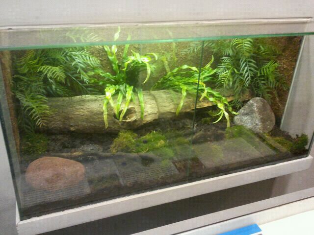 Jul. 2012-Ornate Horned Frog exhibits