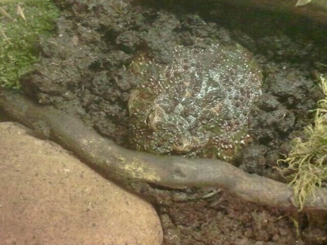 Jul. 2012-Ornate Horned Frog