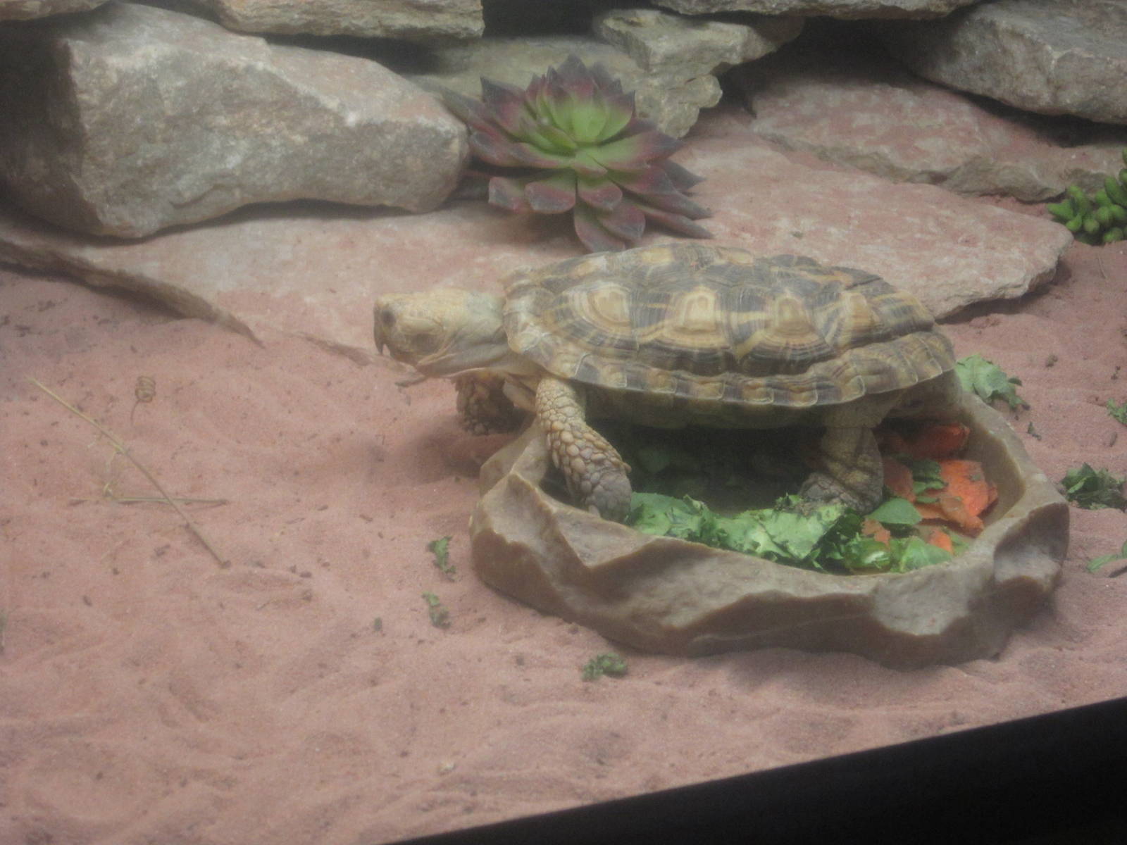 Jul. 2012-Pancake tortoise
