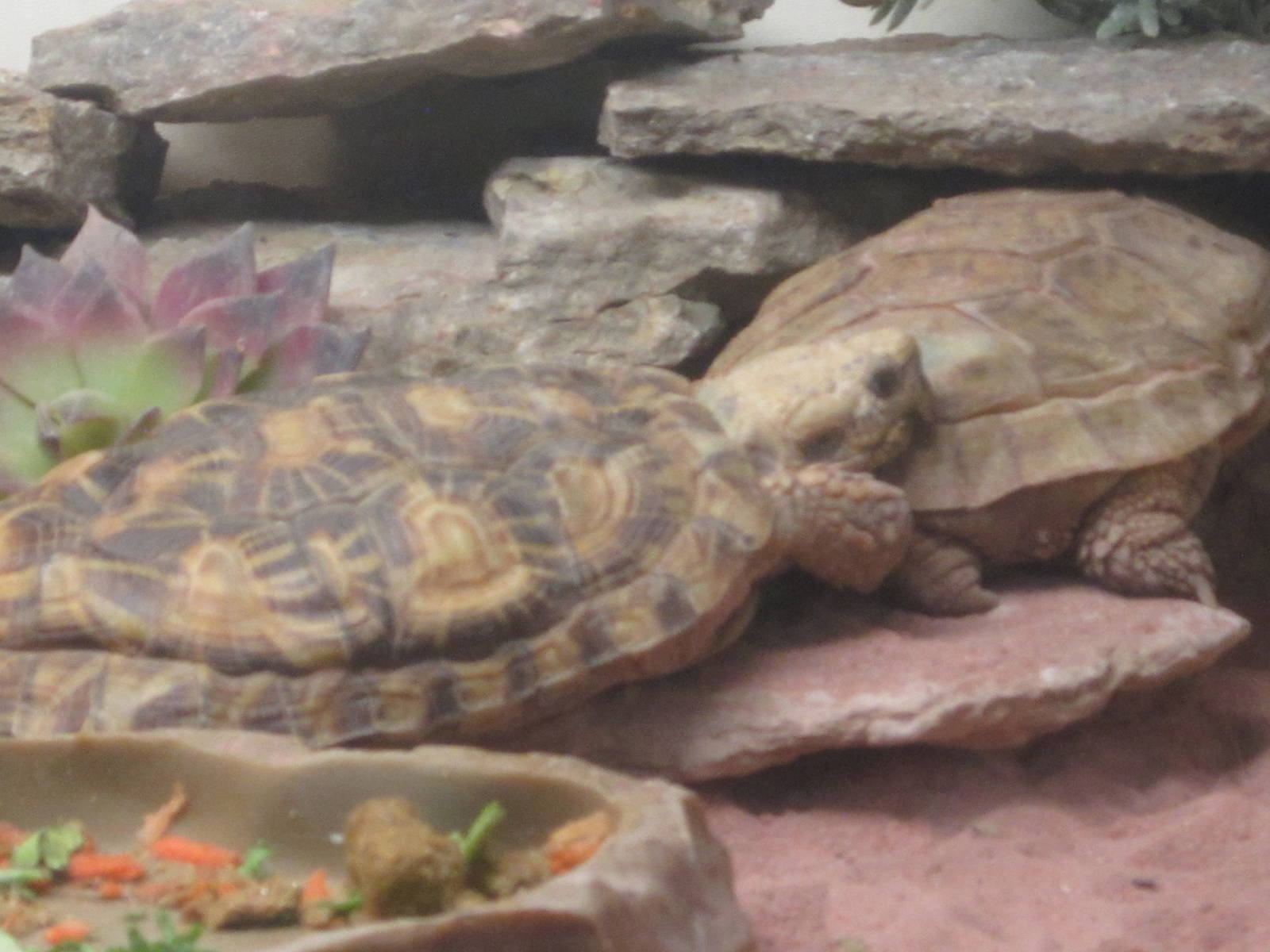 Jul. 2012-Pancake Tortoises