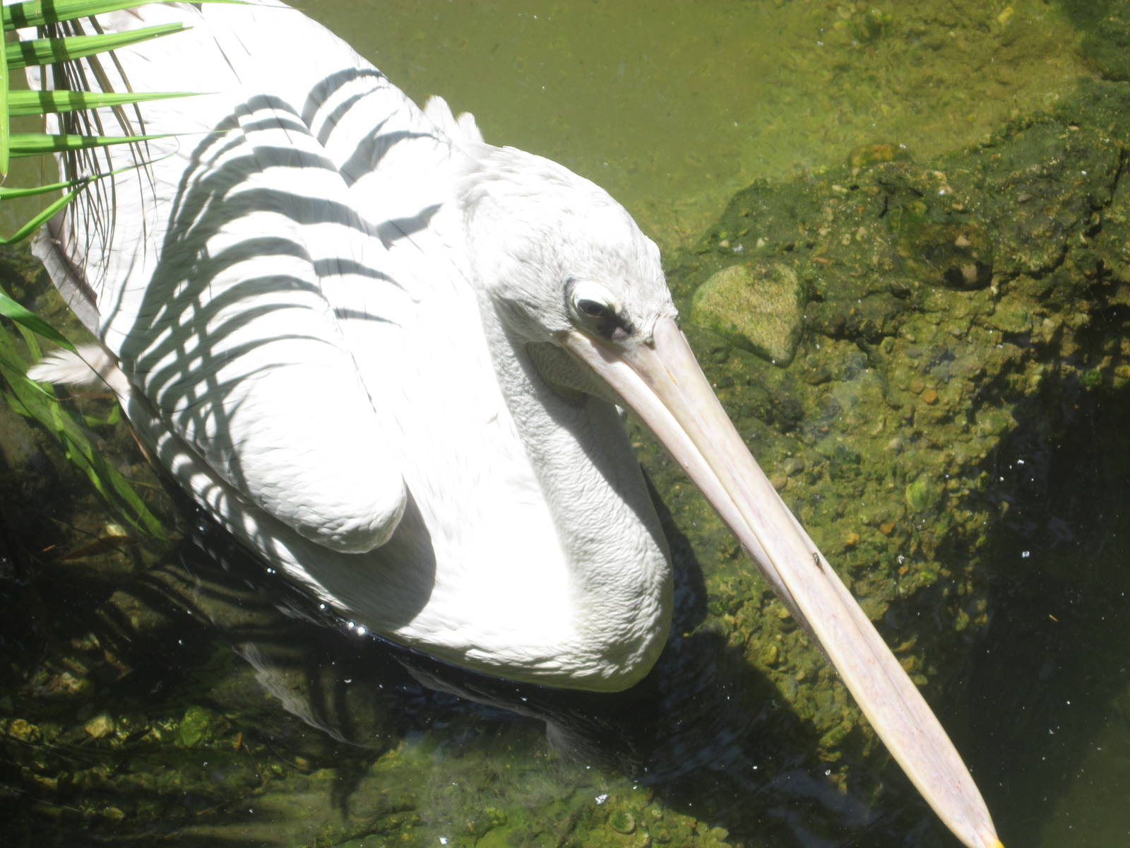 Jul. 2012-Pink-backed Pelican