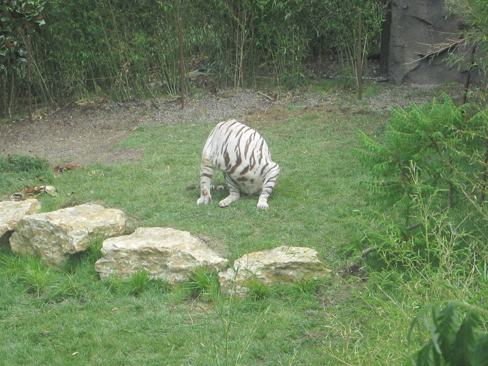 Jul. 2012-Popsy, the White Tiger
