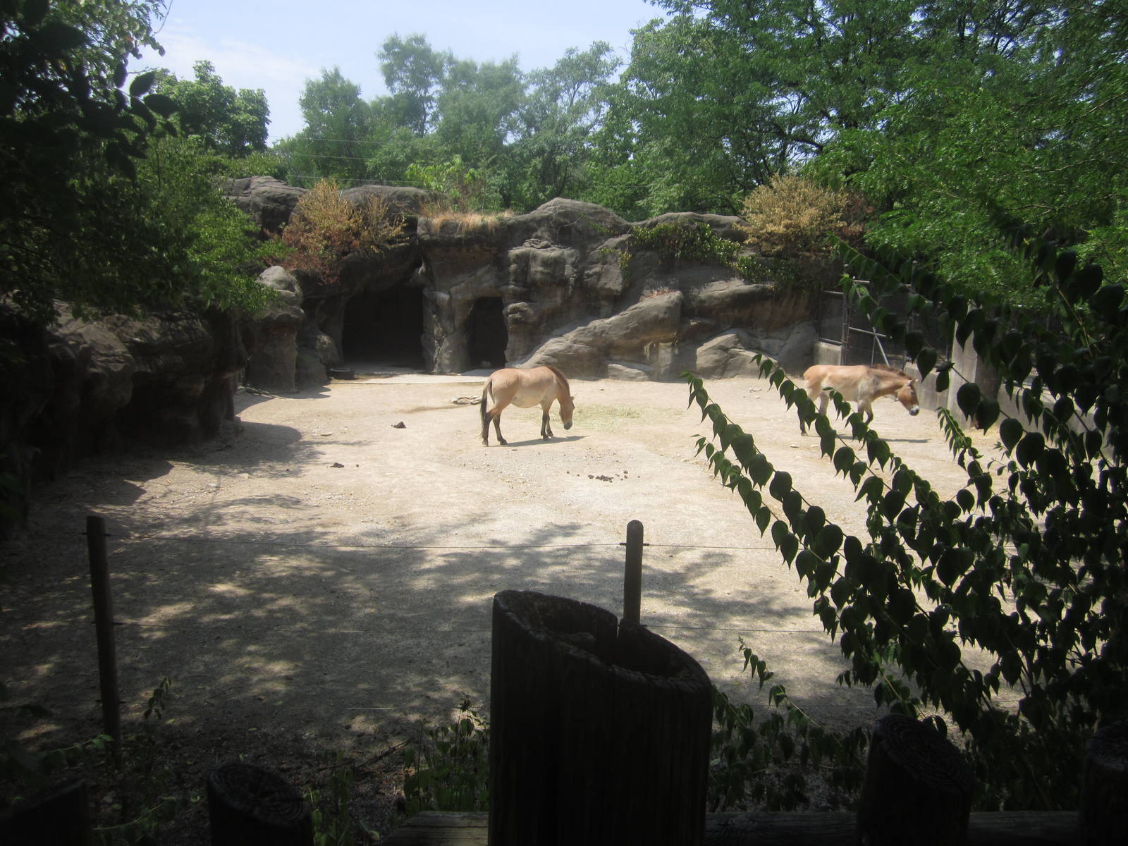 Jul. 2012-Przewalski's Horse exhibit