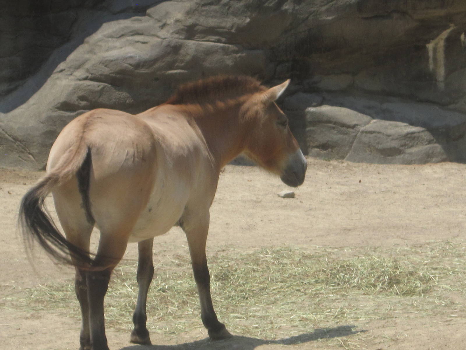 Jul. 2012-Przewalski's Horse