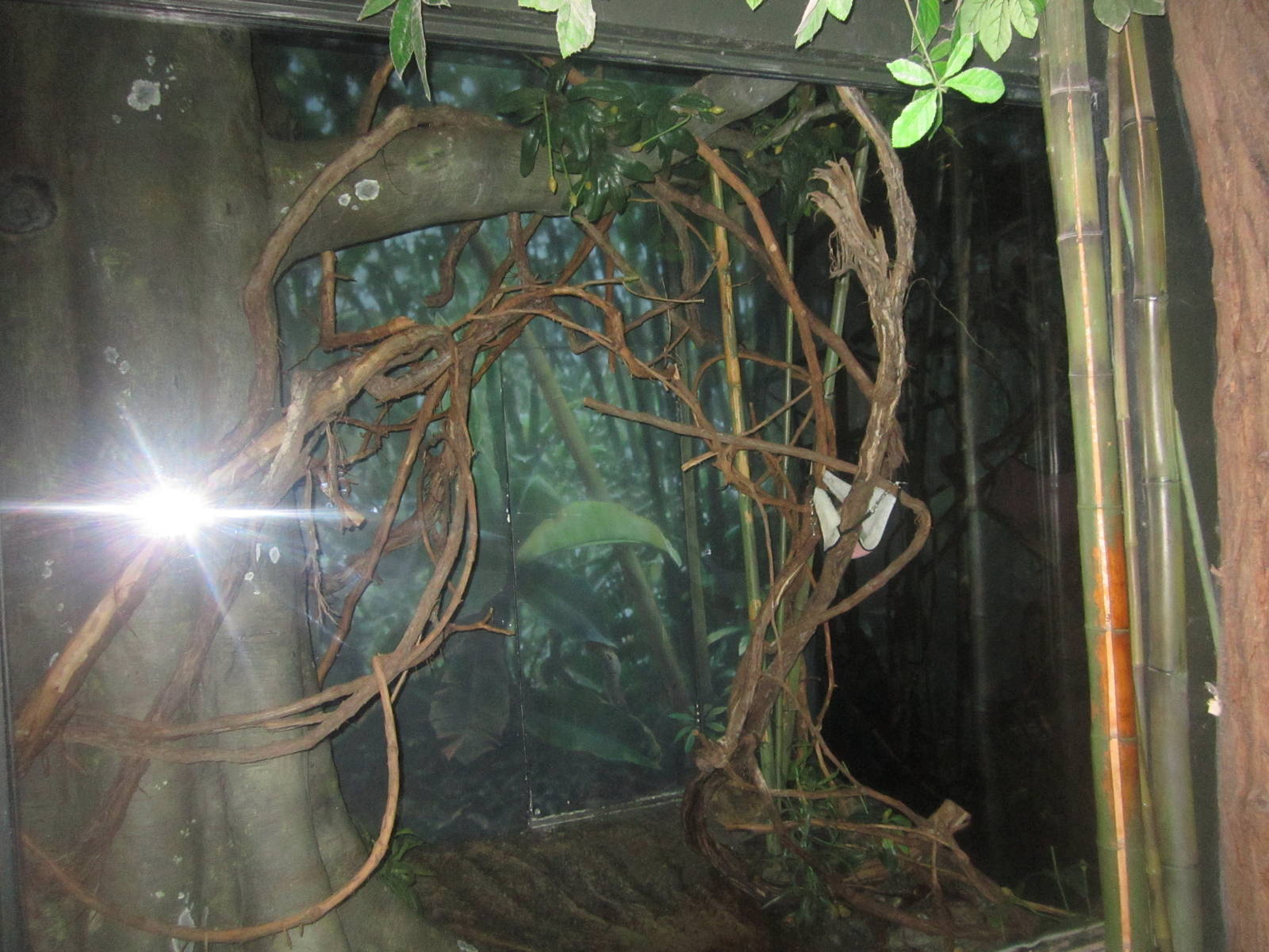 Jul. 2012-Pygmy Slow Loris exhibit