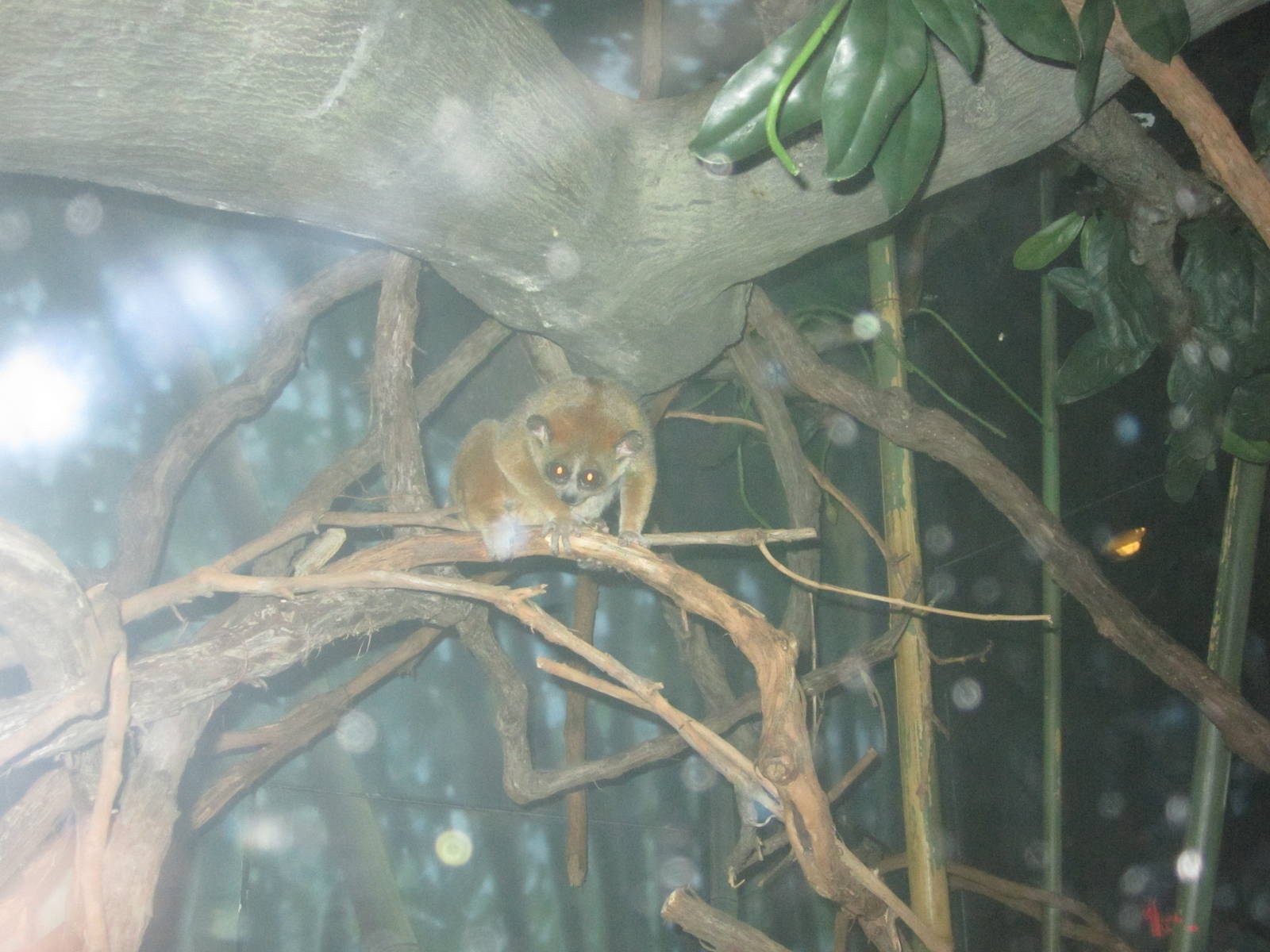Jul. 2012-Pygmy Slow Loris