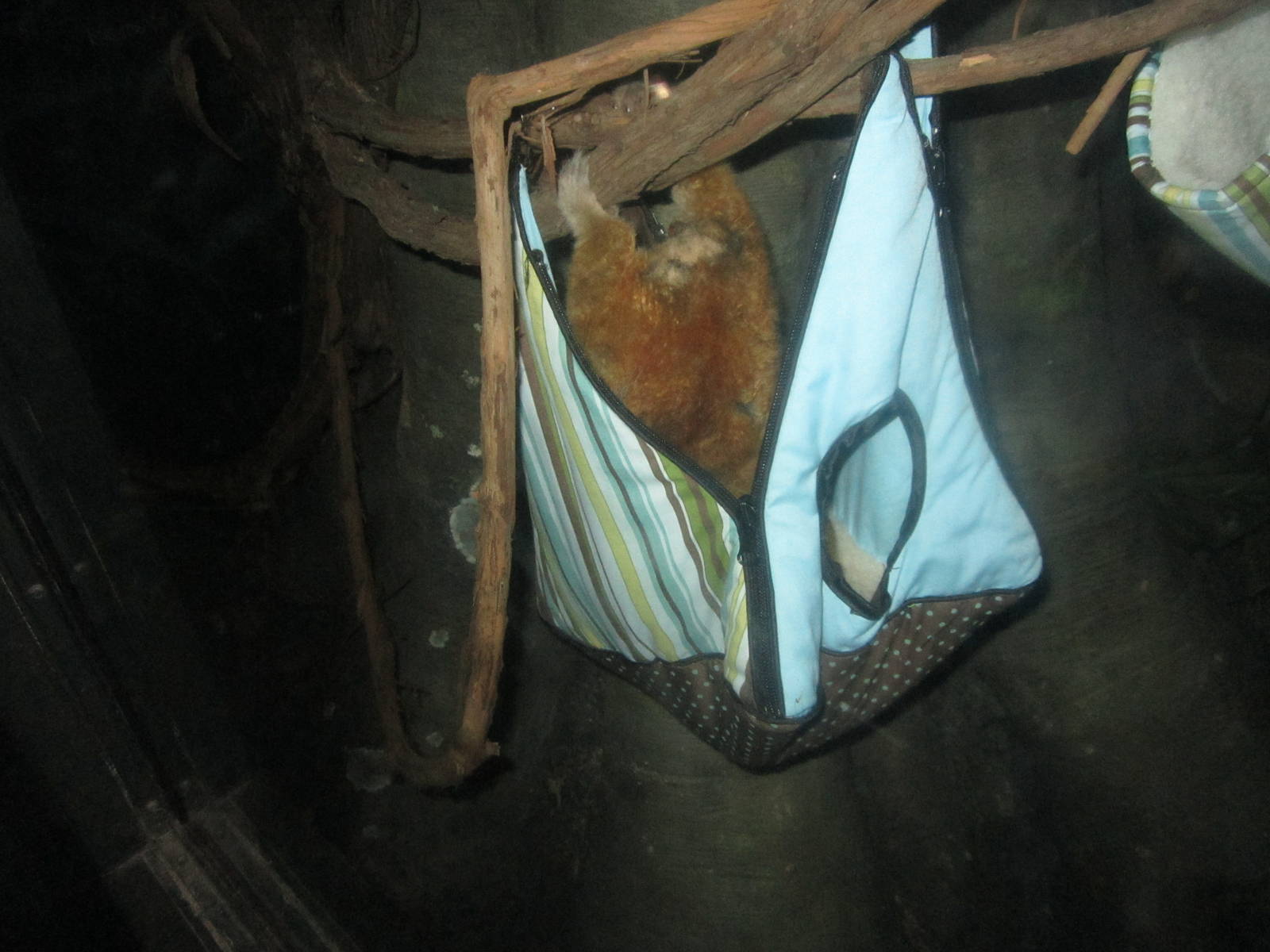 Jul. 2012-Pygmy Slow Loris