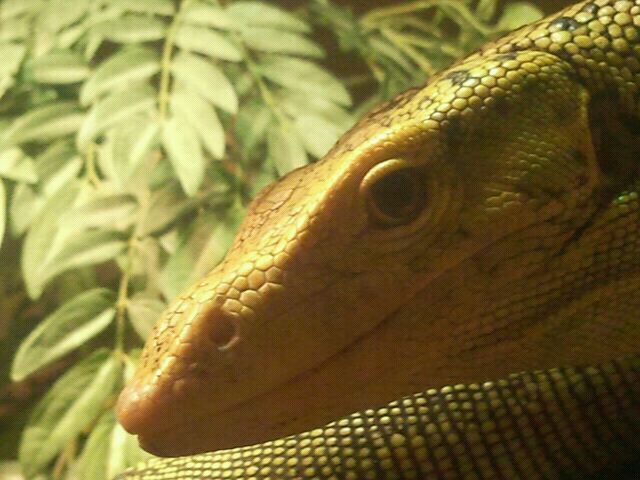 Jul. 2012-Quince Monitor