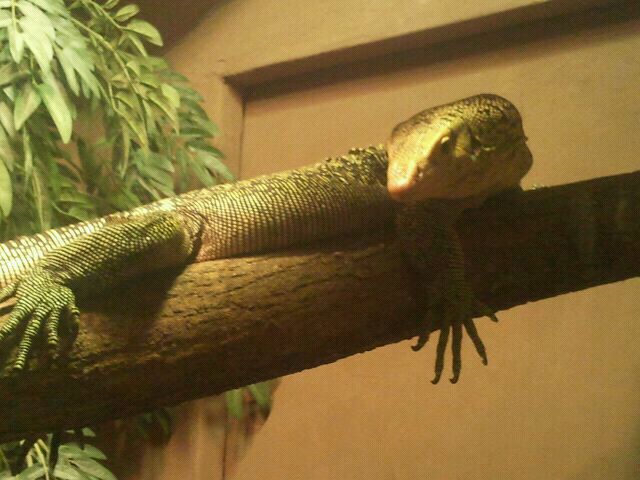 Jul. 2012-Quince Monitor