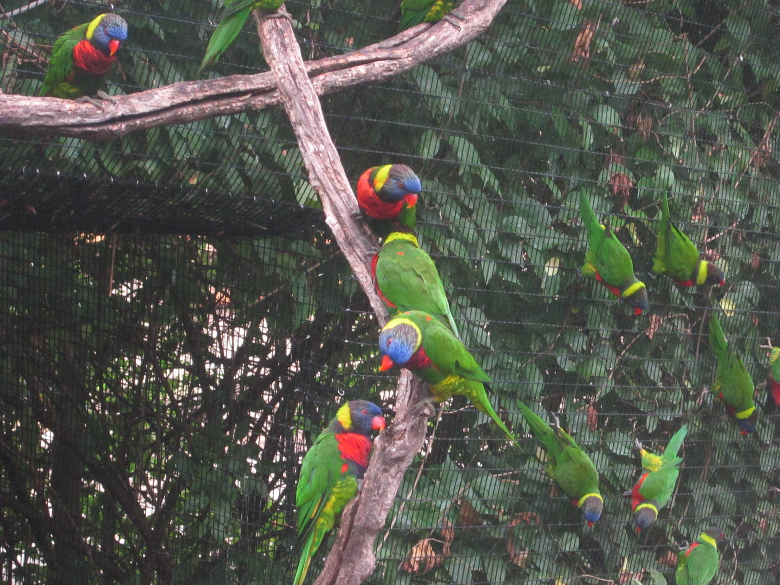 Jul. 2012-Rainbow and Green-naped Lorikeets