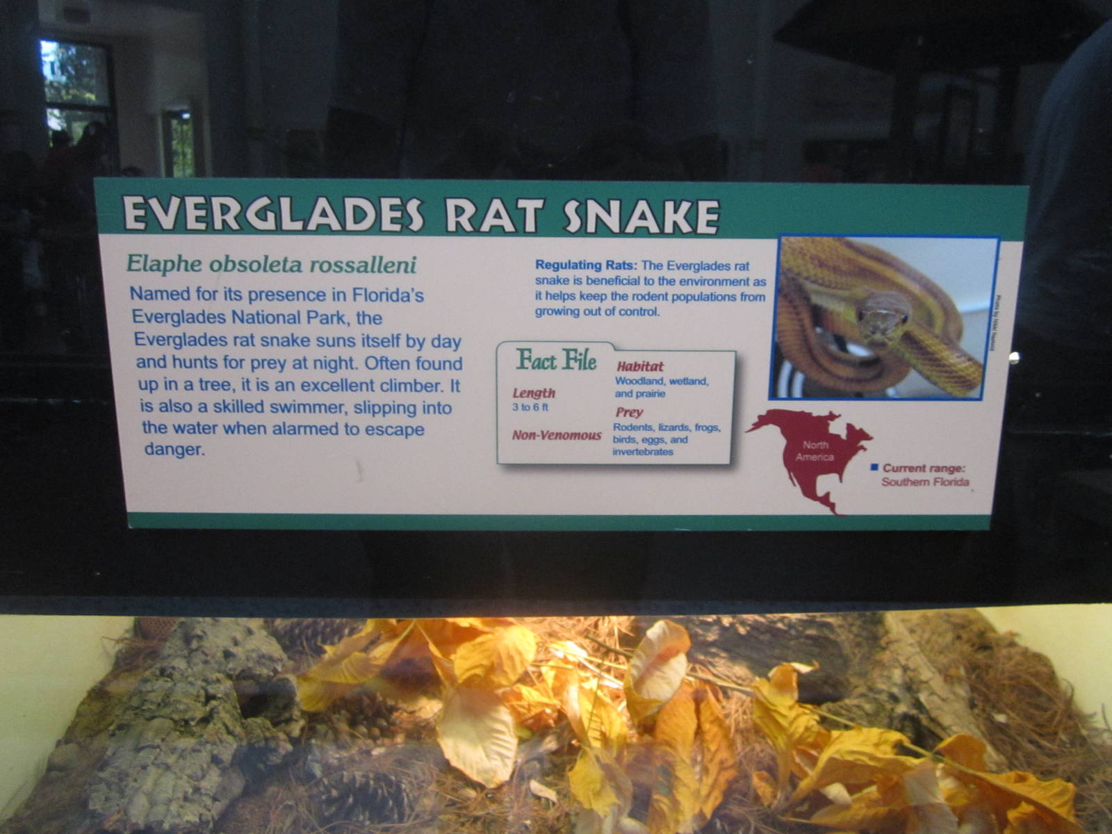 Jul. 2012-Rat Snake sign