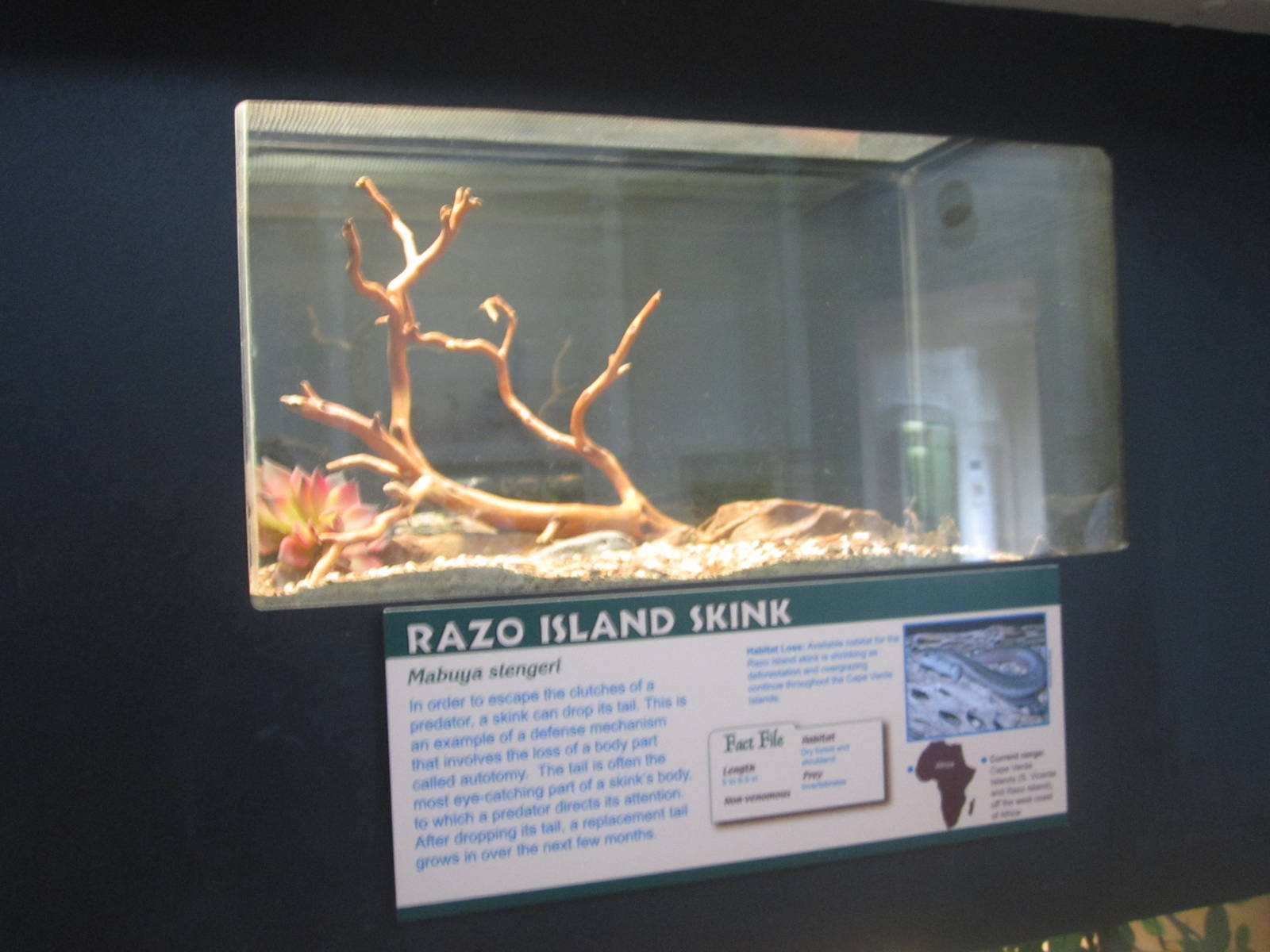Jul. 2012-Razo Island Skink exhibit