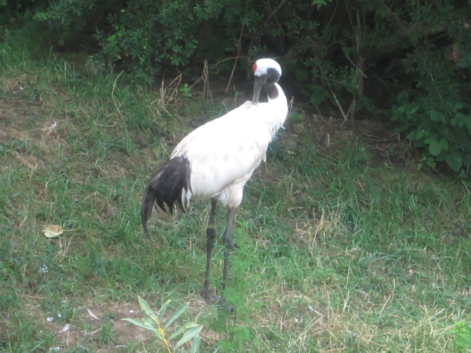 Jul. 2012-Red-crowned Crane