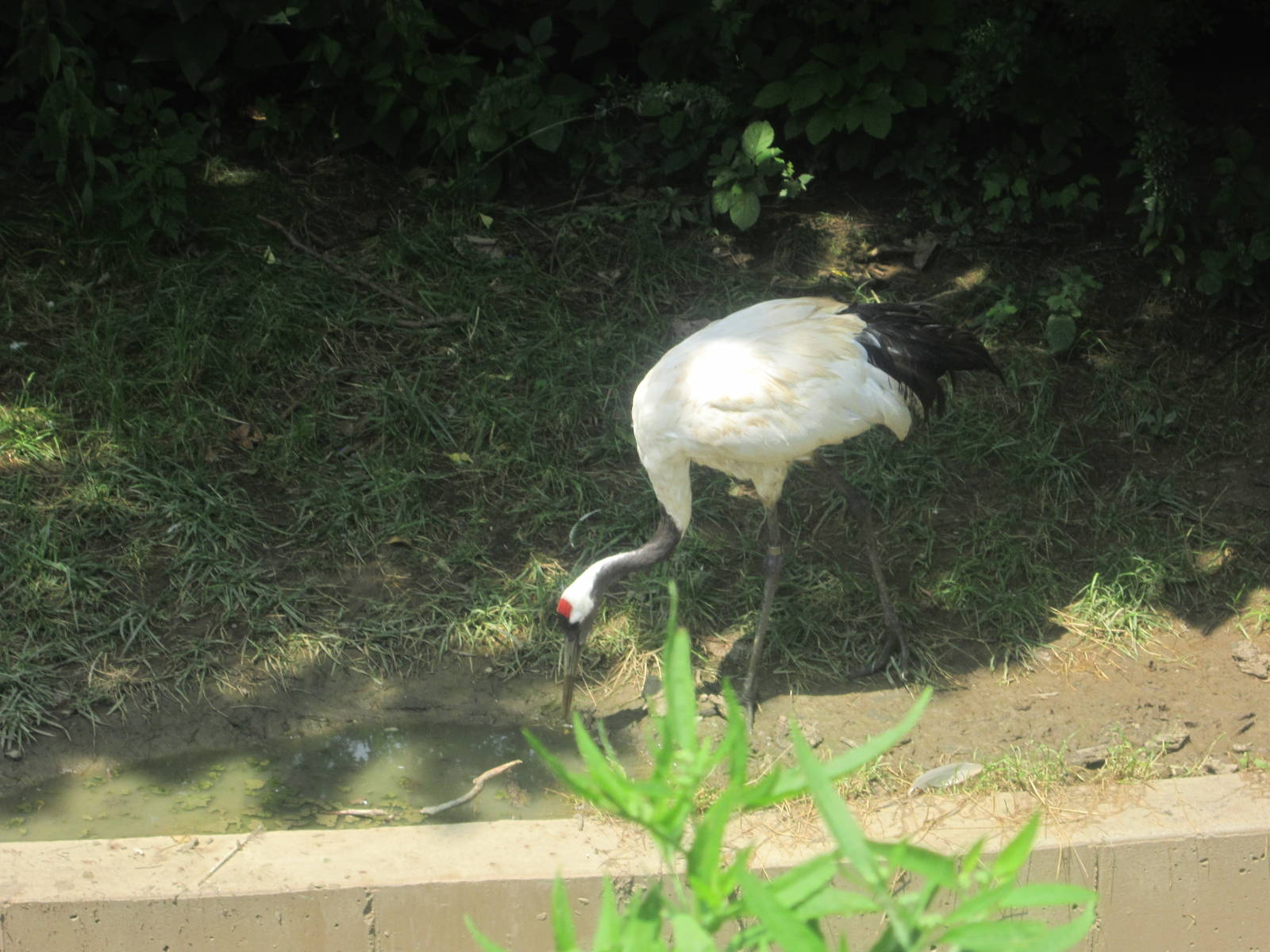 Jul. 2012-Red-crowned Crane