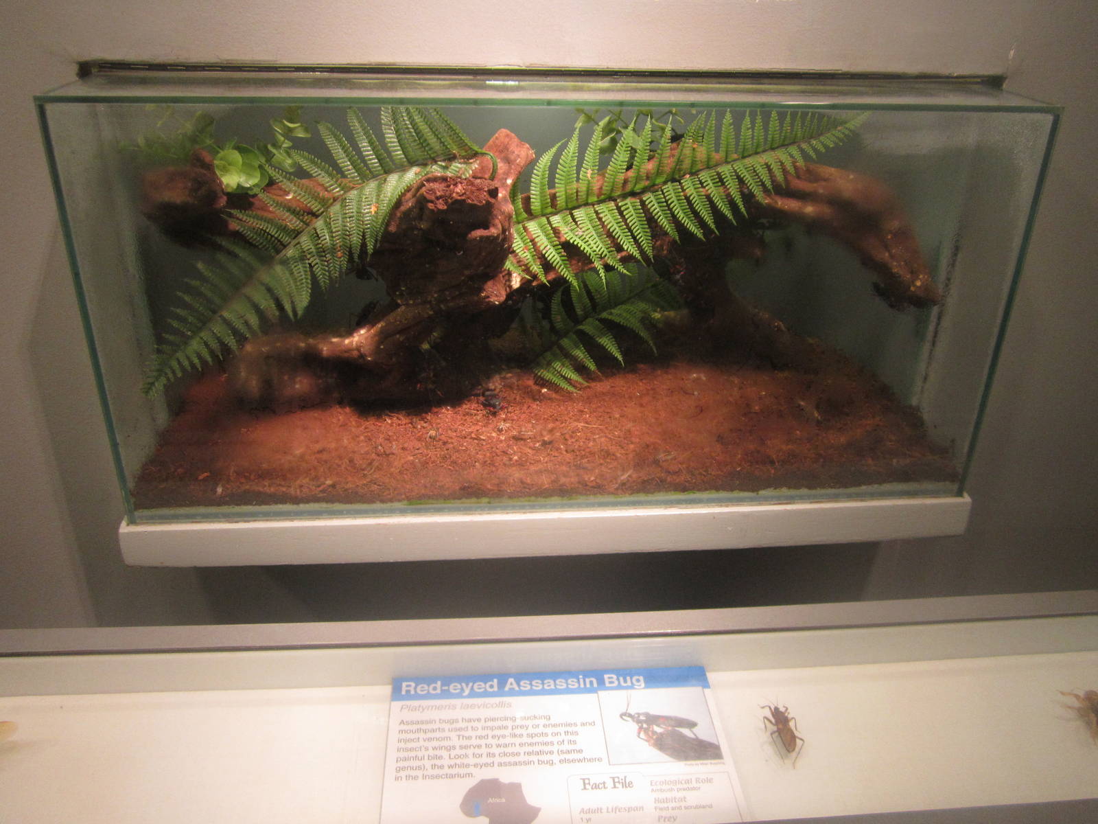 Jul. 2012-Red-eyed Assassin Bug exhibit