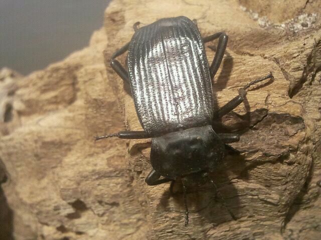 Jul. 2012-Red-lined Darkling Beetle