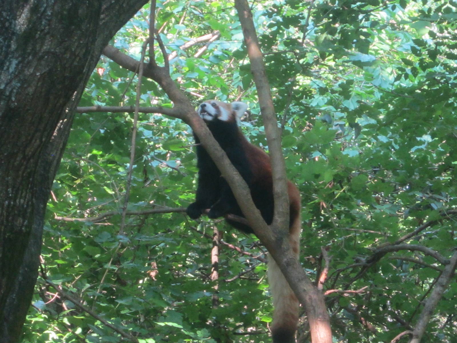 Jul. 2012-Red Panda