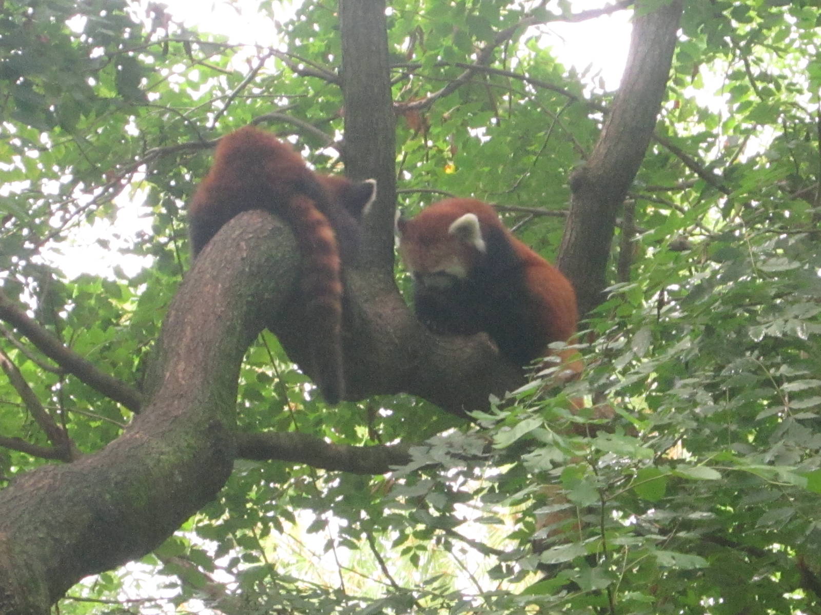 Jul. 2012-Red Pandas