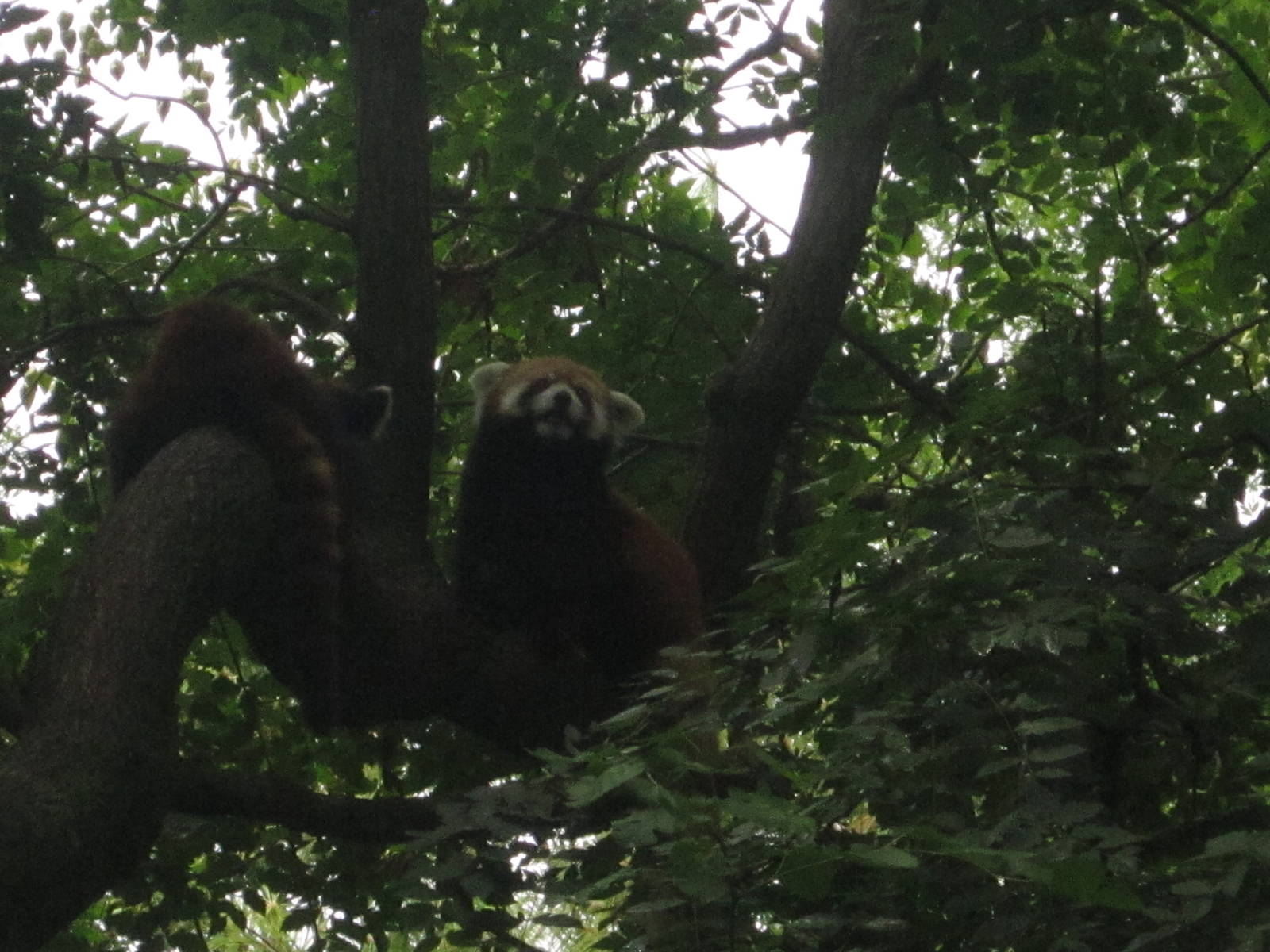 Jul. 2012-Red Pandas