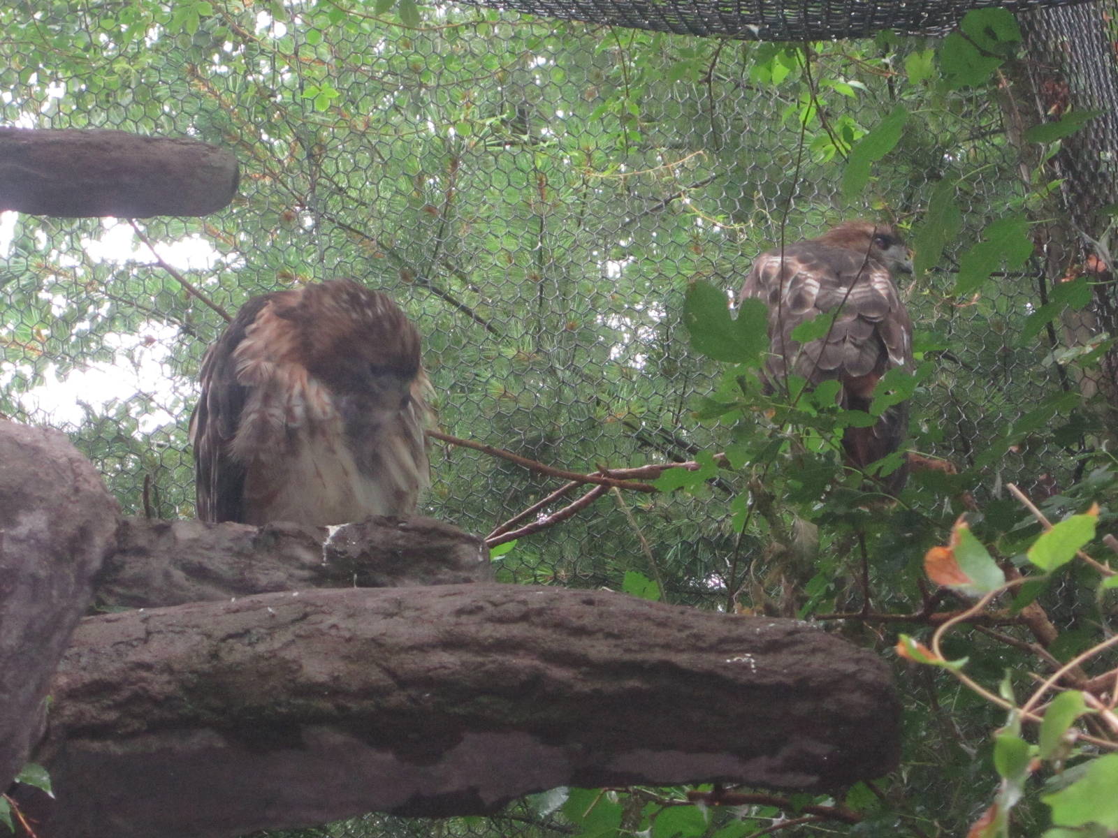 Jul. 2012-Red-Tailed Hawks
