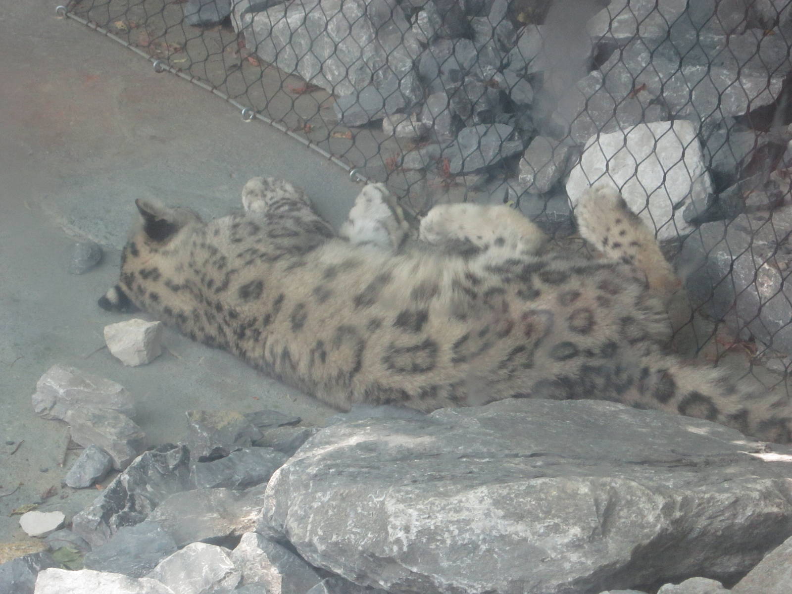 Jul. 2012-Renji, the female Snow Leopard