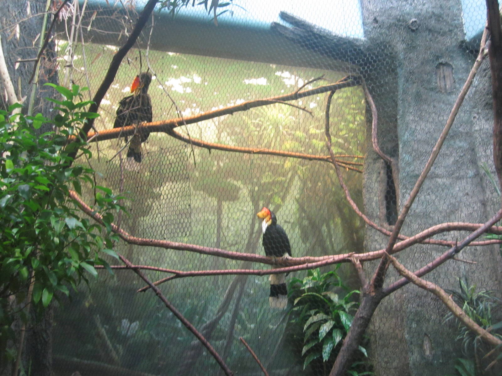 Jul. 2012-Rhinoceros Hornbills