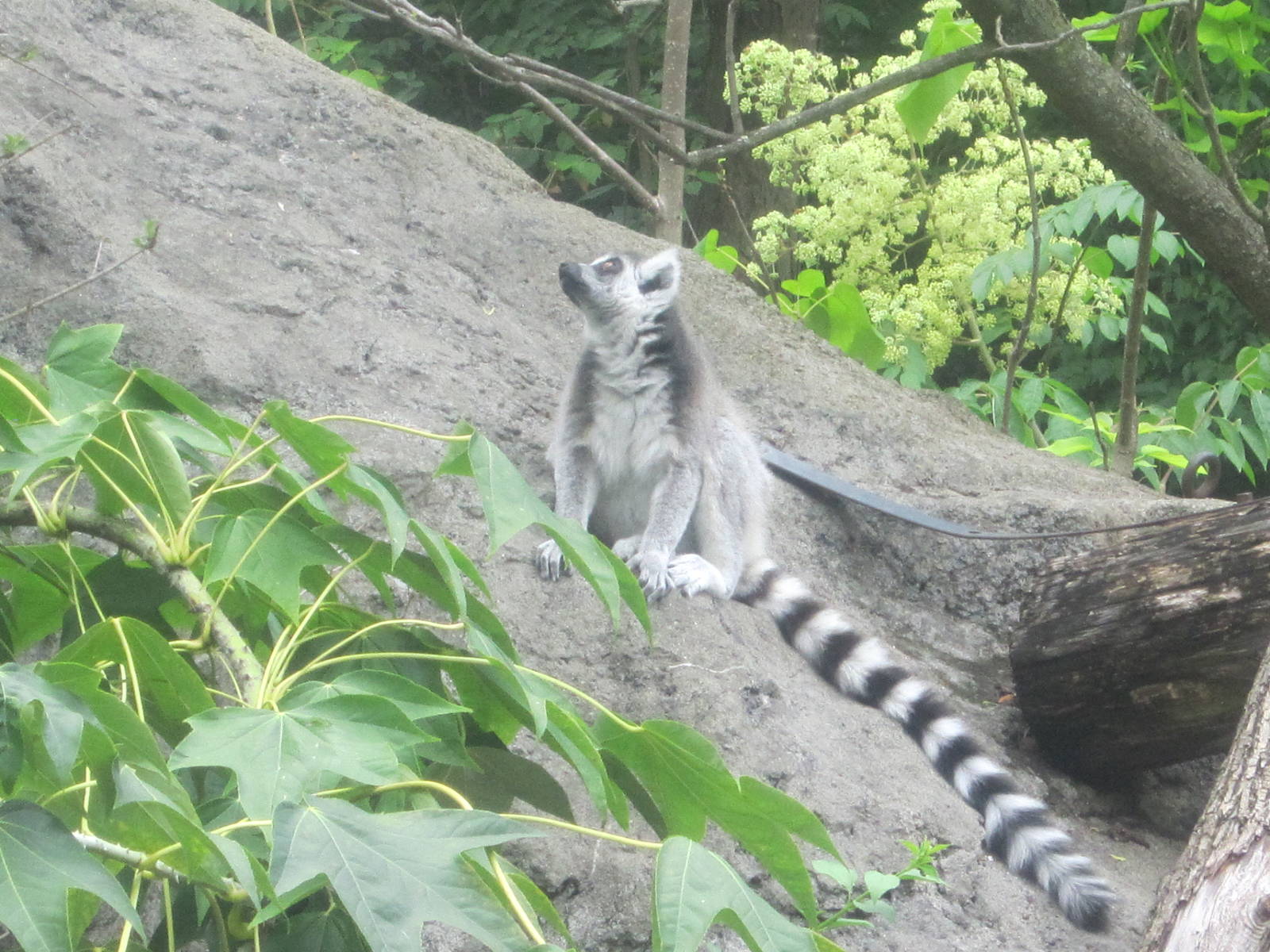 Jul. 2012-Ring-tailed Lemur