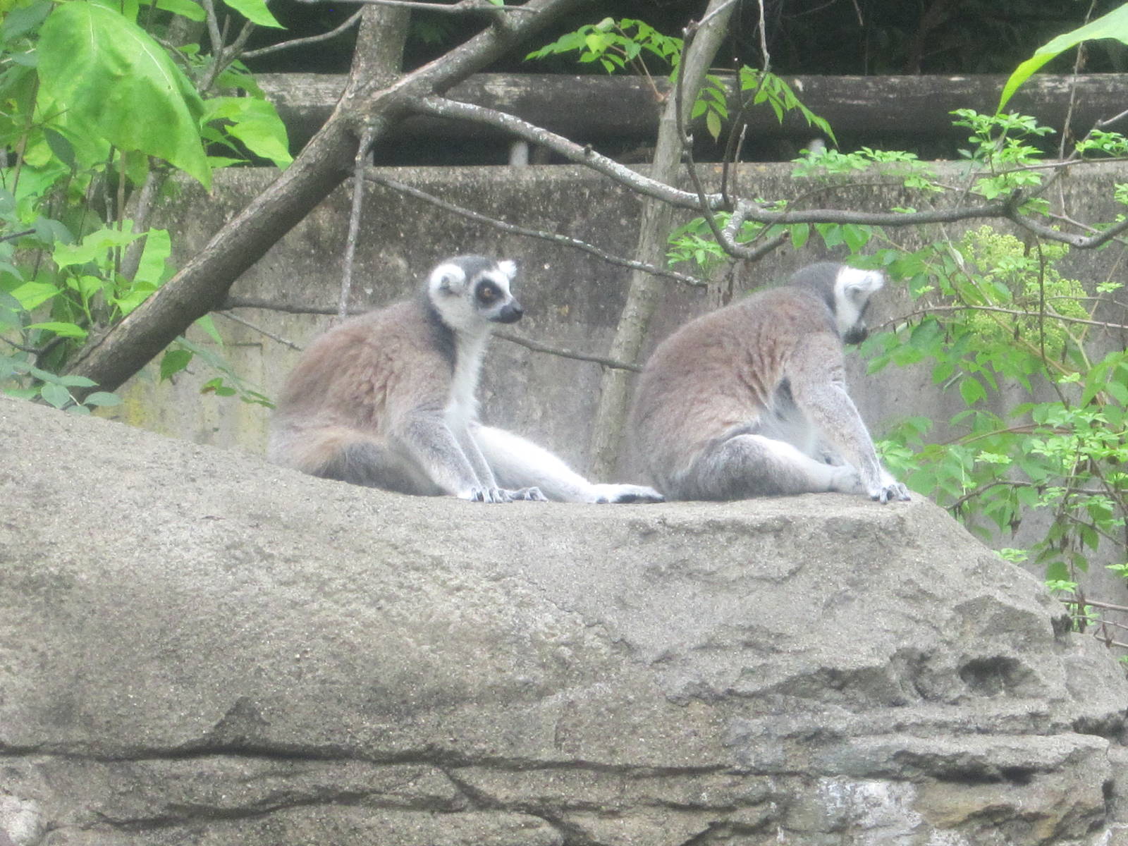 Jul. 2012-Ring-tailed Lemurs