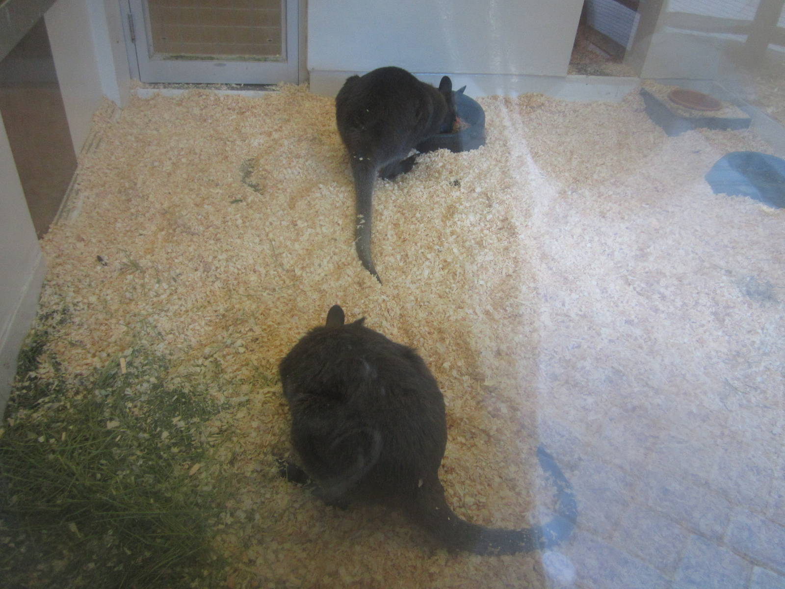 Jul. 2012-Rocko and Jaz, the Bennett's Wallabies