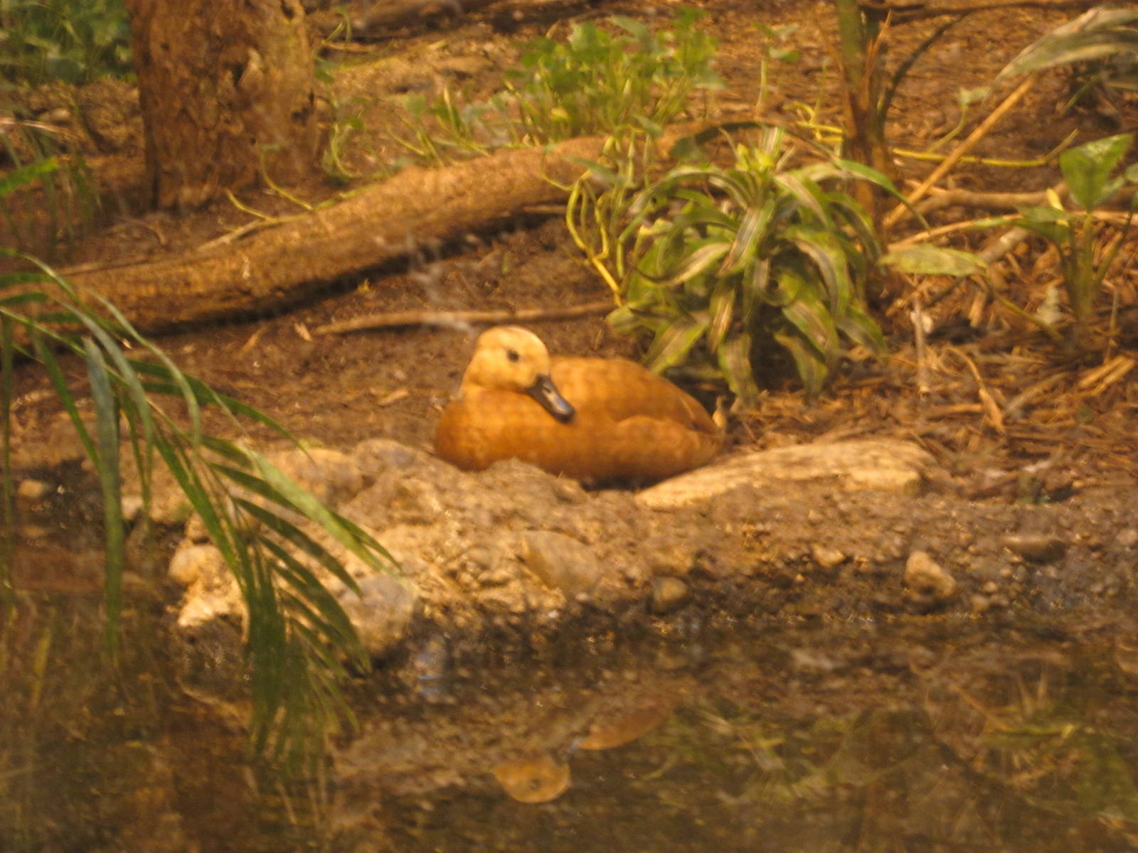 Jul. 2012-Ruddy Shelduck